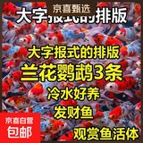 冷水鹦鹉鱼招财鱼血鹦鹉红金鱼冷水观赏鱼活体鱼苗好养耐活发财鱼 兰花鹦鹉3条【6-8cm】
