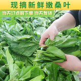 蚕菇凉 新鲜桑叶【当天发货】现摘嫩桑叶大小蚕宝宝食物纯叶片农家自种 新鲜桑叶500克+结茧网