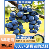 欧悟特大果蓝莓树苗带原土蓝莓树盆栽地栽果树苗室内耐寒南北方种 篮丰【6年苗】含原土