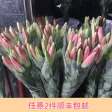 芊芊细语斗南基地直批发玫瑰鲜花全国速递配送女友礼物家用水养插花家庭 精选--随机百合10朵+送保鲜剂