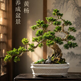 花城水调黄杨盆景客厅阳台室内办公室茶室造型绿植名贵高档送礼盆栽乔迁 高60-70cm含方盆造景【随机发】