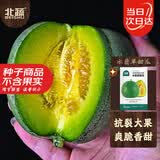 北蔬冰翡翠甜瓜种子种苗超甜绿宝石香瓜水果籽 冰翡翠甜瓜种子约50粒