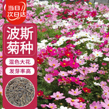 寿禾格桑花种子苗波斯菊夏季盆栽种籽 大花波斯菊混色种子100g(大袋)
