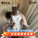 暮秋小主2026头窝家养松鼠活物幼崽宠物雪地黄山金花松鼠活物魔王松鼠活体 三色魔王松鼠幼崽公母备注）