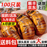 莲山九鲜山东大号金蝉知了猴 生鲜冷冻生爬叉知了龟 非熟食烧烤食材冷链 大号金蝉100只装（新货）