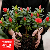 【当年开花】四季开花杜鹃花盆栽办公室阳台绿植长青花卉盆景 杜鹃 红色杜鹃：买一发三到手3棵