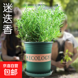 驱蚊植物吃蚊子驱虫草迷迭香猪笼草植物盆栽花卉防蚊绿植香草 迷迭香+加仑盆送底托