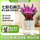 京东绿植七彩香水石斛兰盆栽四季好养花卉绿植 12-15苗配冰裂盆源头直发