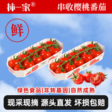 京鲜生&柿一家 串收樱桃番茄123g*4条 随享礼盒鲜甜水果小柿子源头直发