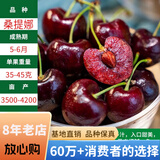 欧悟【买2颗送1颗】嫁接车厘子树苗大樱桃树苗盆栽果树苗木南北方种植 桑提娜车厘子树苗 八年大苗（爆果）