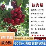欧悟【买2颗送1颗】嫁接车厘子树苗大樱桃树苗盆栽果树苗木南北方种植 拉宾斯车厘子树苗 八年大苗（爆果）