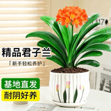 京云梦君子兰盆栽室内精品名贵中秋送礼花卉绿植10-12郁金香源头直发