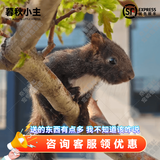 暮秋小主2026头窝家养松鼠活物幼崽宠物雪地黄山金花松鼠活物魔王松鼠活体 魔王松鼠幼崽（公母备注）