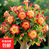 【夏季新品】稀有多头沙漠玫瑰重瓣老桩浓香多肉绿植四季室内外 （红黄花）根直径（2-4公分） 带黑色育苗盆发货