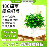 京东绿植绿萝盆栽除甲醛花卉绿植办公室新房净化空气180白竖纹4盆源头直