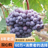 欧悟【买2颗送1颗】嫁接葡萄树苗 南北方种植盆栽地栽庭院阳台果树苗 金星无核 六年大苗当年结果