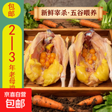 现杀黄油老母鸡土鸡林间慢养土鸡蛋鸡草鸡月子鸡煲汤肉走地鸡净重 黄油老母鸡2-2.5斤*2只
