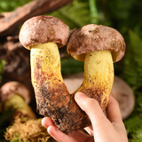 星云湖【顺丰航空】云南野生菌见手青牛肝菌干巴菌鸡枞菌火锅煲汤食材 野生白葱菌【见手青】 2斤
