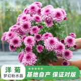 海蒂的花园菊花洋菊乒乓菊球菊盆栽耐热耐晒宿根植花卉球菊带花苞阳台花园 洋菊梦幻粉水晶12cm盆