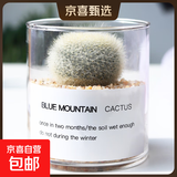 【端午节特价】多肉粽叶艾草植物仙人掌盆栽室内肉肉仙人球小盆栽 白雪光+玻璃盆+黄金砂+营养土 含盆