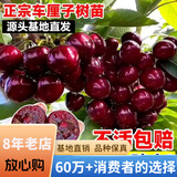 欧悟正宗烟台嫁接车厘子树苗大樱桃树苗南北方种植庭院阳台盆栽果树苗 黑珍珠6年苗