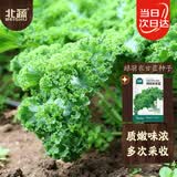 北蔬 羽衣甘蓝种子食用沙拉菜四季盆栽蔬菜籽 绿羽衣甘蓝种子约1000粒