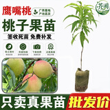 芥圃 水蜜桃树苗嫁接桃树苗大水蜜桃黄桃冬桃苗鹰嘴桃果苗南方树苗 鹰嘴桃嫁接苗【带土带叶  只卖真苗】 1年苗  高度：40-60公分