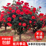 棒棒糖树桩月季花苗树状特大花朵四季开花花卉植物庭院玫瑰花树苗 绯扇【多季循环开花】 粗度：直径2-2.2cm