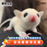 暮秋小主蜜袋鼯活物幼崽小飞鼠会滑翔蜜袋鼠宝宝蜜袋鼬活体宠物鼠活宠 纯白幼蜜【公】【高雅】