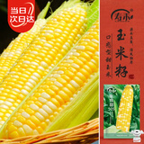 寿禾黄白水果玉米种子苗双色超甜夏季菜种籽 金辉甜505玉米种子100g