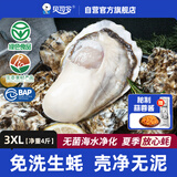 贝司令鲜活免洗生蚝乳山生态牡蛎3XL 净重4斤 10-15只 生鲜 源头直发