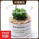 【端午节特价】多肉粽叶艾草植物仙人掌盆栽室内肉肉仙人球小盆栽 雪花玉露+玻璃盆+黄金砂+营养土 含盆