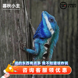 暮秋小主豹纹守宫活体小蜥蜴活物异宠温顺可爱入门新手柠檬霜橘子苗爬宠 白唇蜥（幼苗亲人）