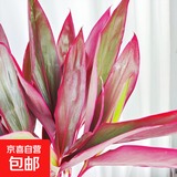 富贵竹大叶竹转运竹观音竹龙竹紫云竹水培四季好养招财富贵竹绿植 红叶大叶富贵竹60cm高10棵+营养液