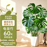 植男植女龟背竹客厅大盆栽大型绿植室内净化空气菱形盆源头直发