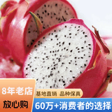 欧悟【买2颗送1颗】火龙果苗南方北方庭院阳台盆栽地栽红心火龙果树苗 白心 火龙果 四年苗（当年结果）