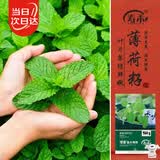 寿禾香水薄荷种子苗可食用盆栽香草种籽 香水薄荷种子1g约800粒*2袋