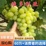 欧悟【买2颗送1颗】嫁接葡萄树苗 南北方种植盆栽地栽庭院阳台果树苗 摩尔多瓦 六年大苗当年结果