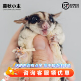 暮秋小主蜜袋鼯活物幼崽小飞鼠会滑翔蜜袋鼠宝宝蜜袋鼬活体宠物鼠活宠 3个月压成蜜袋鼯公【推荐】