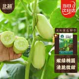 北蔬黄瓜种子种苗无刺迷你水果秋黄瓜青瓜蔬菜种籽 玉女黄瓜种子50粒