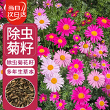 寿禾除虫菊种子苗庭外庭院种植驱虫花草种籽 潍萫除虫菊种子约400粒