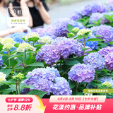 虹越（HONGYUE）大花绣球花盆栽苗 无尽夏花手鞠绣球八仙花庭院阳台花卉 【变色大花绣球】“无尽夏”1加仑