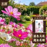 北蔬格桑花种子苗波斯菊混色四季开花庭院室外花卉籽 格桑花种子半斤
