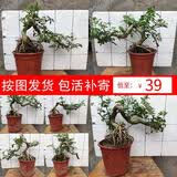 对节白蜡盆景老桩熟桩京山阳台庭院悬挂悬崖式提根邻水造型树包活 乳白色 带盆栽好