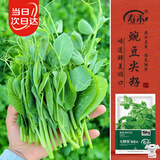 寿禾豌豆尖种子种苗四季家庭盆栽蔬菜籽 七鲜女豌豆尖种子200g*2袋