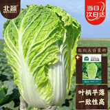 北蔬 正宗山东胶州白菜种子苗夏秋蔬菜种籽 北蔬胶州大白菜种子4000粒