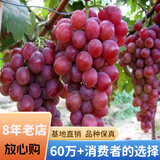 欧悟【买2颗送1颗】嫁接葡萄树苗 南北方种植盆栽地栽庭院阳台果树苗 红宝石葡萄 六年大苗当年结果