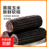东北甜糯玉米黄糯白糯黑糯 单棒均重＞250g 新采年货真空包装 黑糯玉米8棒   均重＞250g