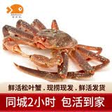 【活鲜】喵和渔 鲜活松叶蟹 公蟹俄罗斯板蟹长脚蟹海鲜水产大螃蟹 2.1-2.3斤/1只