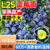 欧悟新品种L25蓝莓树苗带原土蓝莓树盆栽地栽果树苗室内耐寒南北方种 L25蓝莓【6年大苗】含加仑盆